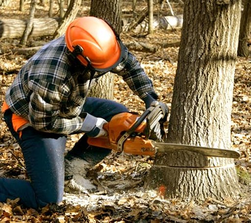Tree Removal in Frametown, WV